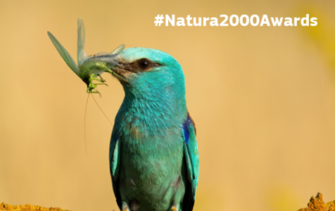 Natura_2000_banner_bird_Facebook_1200x628px-1024x536.png