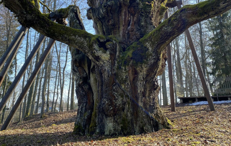 Stelmužės ąžuolas. Nuotrauka - A, Šemienės.