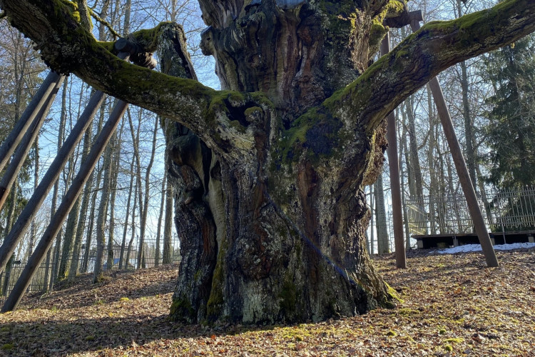 Stelmužės ąžuolas. Nuotrauka - A, Šemienės.